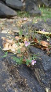 Image result for Canscora kirkii