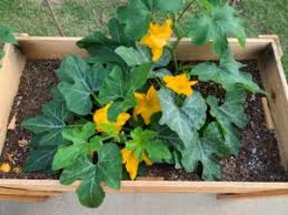 Check spelling or type a new query. How To Grow Acorn Squash In Containers Okra In My Garden