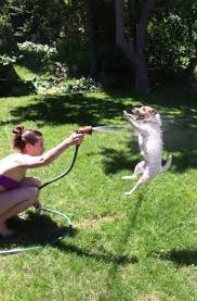 We Can T Really Explain These 23 Weird Animal Photos Jack Russell Terrier Jack Russell Weird Animals