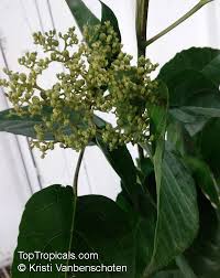 Image result for Premna serratifolia