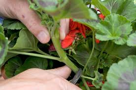 Image result for cuttings of geraniums