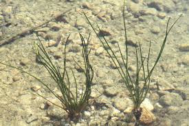 Image result for Isoetes welwitschii