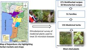 Image result for Vernonia kirungae
