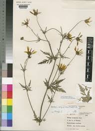 Image result for Bidens oligoflora