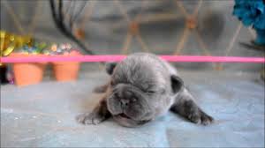 This is where we will be posting pics/videos weekly so you can watch these babies grow. Images Of Newborn Lilac French Bulldogs Rare Blue Lilac French Bulldog Puppies Www Royalbluebulldogz Com French Bulldog Puppies Bulldog Puppies Puppies
