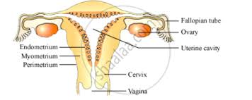 The ovaries produce the egg cells, called the ova or oocytes. Draw A Labelled Diagram Of The Human Female Reproductive System With The Help Of This Diagram Explain The Working Of Human Female Reproductive System Science Shaalaa Com