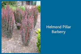 Tall and slender, it matures into a vertical. Helmond Pillar Barberry 5 Gl Size Cloud Mountain Farm Center Nursery