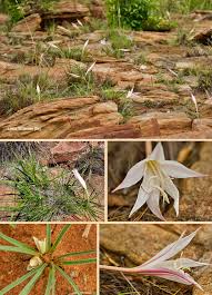 Image result for Crinum walteri