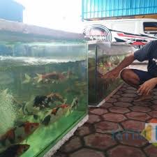 Dengan pertimbangan trik pengamatan dalam mempelajari kebiasaan, tingkah laku, kesehatan, dan perkara lain berkaitan melalui ikan koi selanjutnya kita ketahui jauh lanjut. Dari Hobi Pria Tulungagung Ini Jadi Pembudidaya Sukses Ikan Koi Di Masa Pandemi Jatim Times