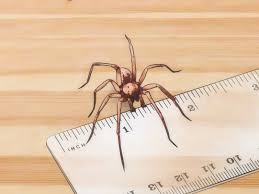 Do baby tarantulas eat their mother? How To Identify Spider Egg Sacs 11 Steps With Pictures