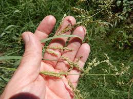 Image result for Panicum pilgeri