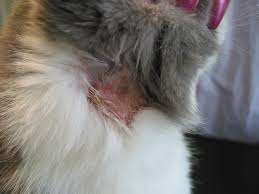 Beaphar biodråper er godt egnet til katter eldre enn 12 uker, og gir effektiv beskyttelse mot lopper, flått og andre stikkende innsekter. Atopisk Dermatitt Hos Katt Dr Baddaky