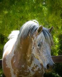 I Am So In Love With The Coloring Beautiful Beautiful Arabian Horses Unusual Horse Horse Breeds