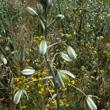 Image result for Senecio speciosus