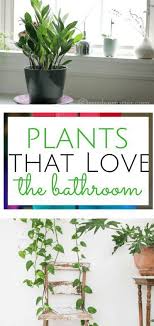 Who Knew That These Plants Could Thrive In A Bathroom Bathroom Bathroom Decor Http Centophobe Com Who Kn Bathroom Plants Bathroom Plants Decor Plants