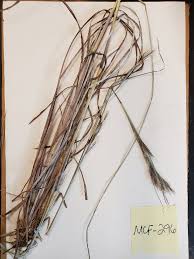 Image result for Andropogon fastigiatus
