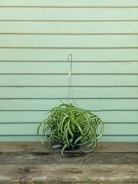 Image result for Biophytum crassipes