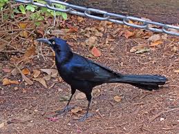 San Antonio Photos Of Birds By Common Name By Sid Hamm