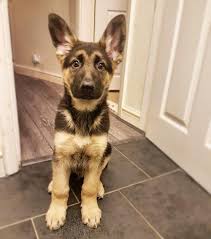 The white swiss shepherd dog (french: 10 Week German Shepherd Puppy