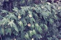 Image result for Coccinia sp. A