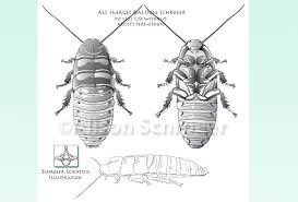 We are licensed pest control specialists capable of handling all local insects (ants, spiders, wasps/hornets), rodents. Madagascar Hissing Cockroach Schroeer Scientific Illustration Madagascar Hissing Cockroach Scientific Illustration Cockroaches