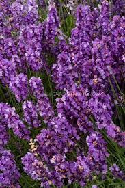 Lavandula Angustifolia Imperial Gem English Lavender Flower Stock Photography Scent Garden Plants