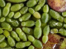 Image result for Wolffia