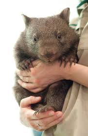 I Don T Like Vice But Their Cute Show Is The Best Thing Ever Baby Wombats Cute Wombat Baby Wombat Wombat