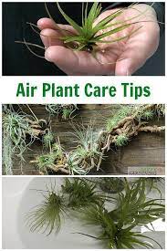 Air Plant Care How To Tend Fertilize And Water Tillandsia Air Plants Care Air Plant Garden Air Plants