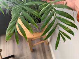 Parlor palm, neanthe bella palm botanical name: What S Wrong With My Parlour Palm Yellow Spots On Several Fronds Brown Tips And Brown Spots In The Middle Of The Leaf Too I Can T Seem To Find Any Pests Could It