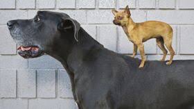 Prénom garçon commençant par n. En 2017 Les Prenoms Chiens Et Chats Commencent Par La Lettre N Femme Actuelle Le Mag