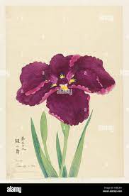 English: Print, Sword Dance (Tsurugi no Mai), No. 39, ca. 1910 . English: A  large iris in deep magenta-purple. . circa 1910 269 Print, Sword Dance (Tsurugi  no Mai), No. 39, ca. 1910 (CH 18380783 Stock Photo - Alamy