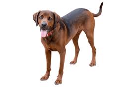 Redbone coonhound puppies, redbone coonhound breeders, redbone coonhounds for sale, redbone coonhounds. Redbone Coonhound Puppies For Sale In Texas Adoptapet Com