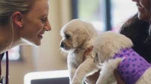 24/7 Emergency Veterinary & Specialty Care