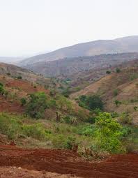 Image result for Bewsia