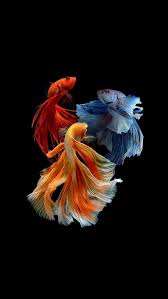 Hermoso Peces Exoticos Google Kereso Fish Wallpaper Fish Smoke Wallpaper
