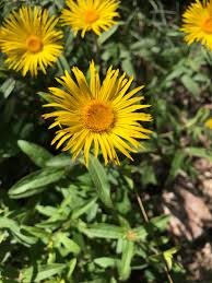 Image result for Inula mannii
