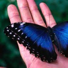 Costa Rica For First Timers Top 10 Spots You Must Visit Lonely Planet Blue Morpho Butterfly Morpho Butterfly Blue Morpho