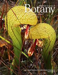 Image result for Vittaria isoetifolia