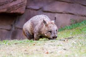 Image result for Southern hairy-nosed wombat