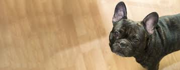 French bulldogs are not the hardest breed to train, but they're not the easiest either! How To Crate Train A French Bulldog Wag