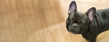 Consistent training with your puppy will bring consistent results you may found it helpful to have an exercise pen for the house, and one for the yard. How To Crate Train A French Bulldog Wag