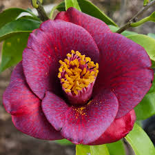 Image result for Camellia japonica