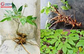 Cây Sâm Ngọc Linh (Sâm Việt Nam, Cây Thuốc Giấu, Sâm Ngọc Linh K5 - Panax  vietnamensis) chữa được bệnh gì?