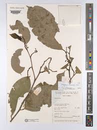 Image result for Dasylepis eggelingii