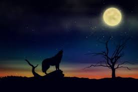 Explore rick2907's photos on flickr. Fantasy Wolf Howling At The Moon 4k Ultra Hd Wallpaper Background Image 5000x3333 Id 1033218 Wallpaper Abyss