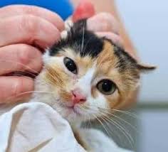 Although catching it early doesn't always lead to a good prognosis, early diagnosis helps you and your veterinarian give your cat the best quality of life for the longest time possible. How Long Can A Calico Cat Live Life Expectancy Faqcats Com