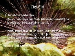 Bulu babi juga memiliki otot untuk memutar durinya yang panjang sehingga bulu babi dapat bergerak. Echinodermata By Kezia A X 4 Dylan Echinodermata