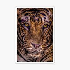 #tiger #wildlife #animals #love #nature #art #tigers #cat #lion #herex #photography #m #animal #gl #cats #tattoo #tigertattoo #wildlifephotography #tigerking #bigcats #india #wild #catsofinstagram #cb #instagram #tigre #r #bigcat #instagood #bhfyp. Herex Stickers Redbubble