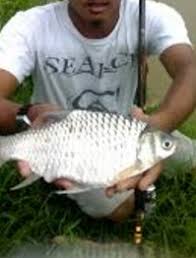 Barbel pada bahagian mulut lampam jawa lebihpendek berbanding lampam sungai. Anim Agro Technology Ikan Lampam Sungai